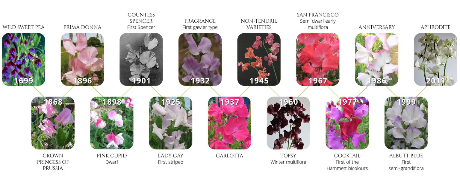 Sweet Peas - National Sweet Pea Society