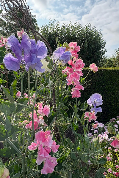 Eythrope-sweet-peas Eythrope sweet peas